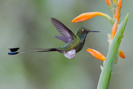 Hummingbird and flower