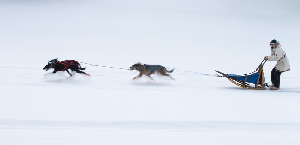 Sled dogs race - 1 a Cheng Chang