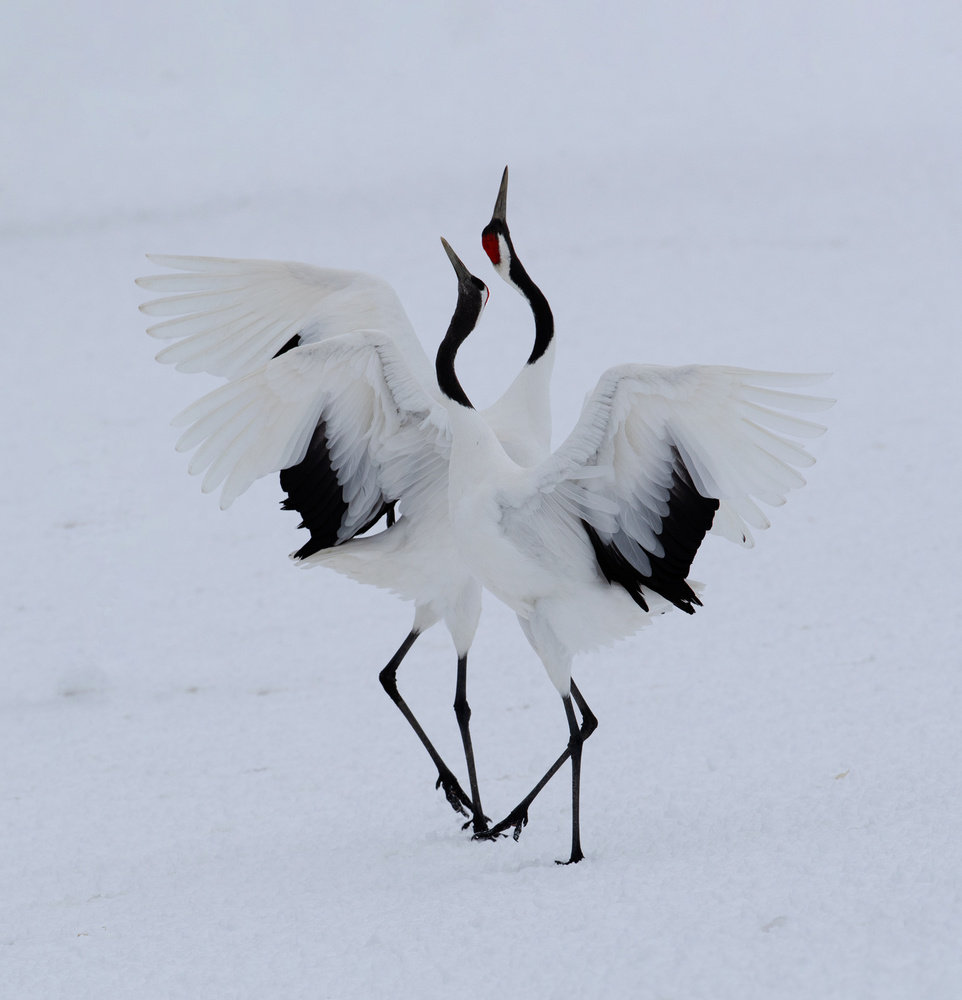 Dancing in the snow. a Cheng Chang