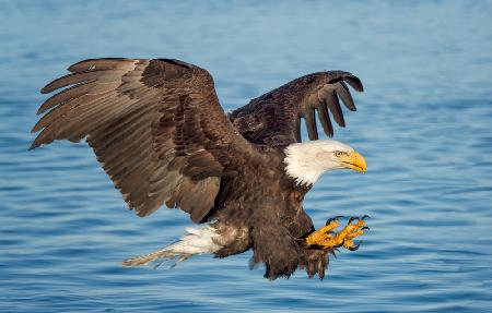 Fishing Eagle