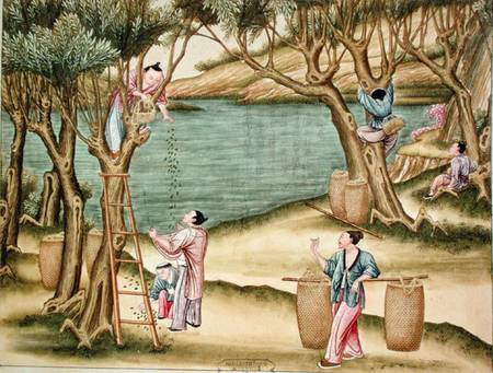 Collecting mulberries, from a book on the silk industry a Scuola Cinese