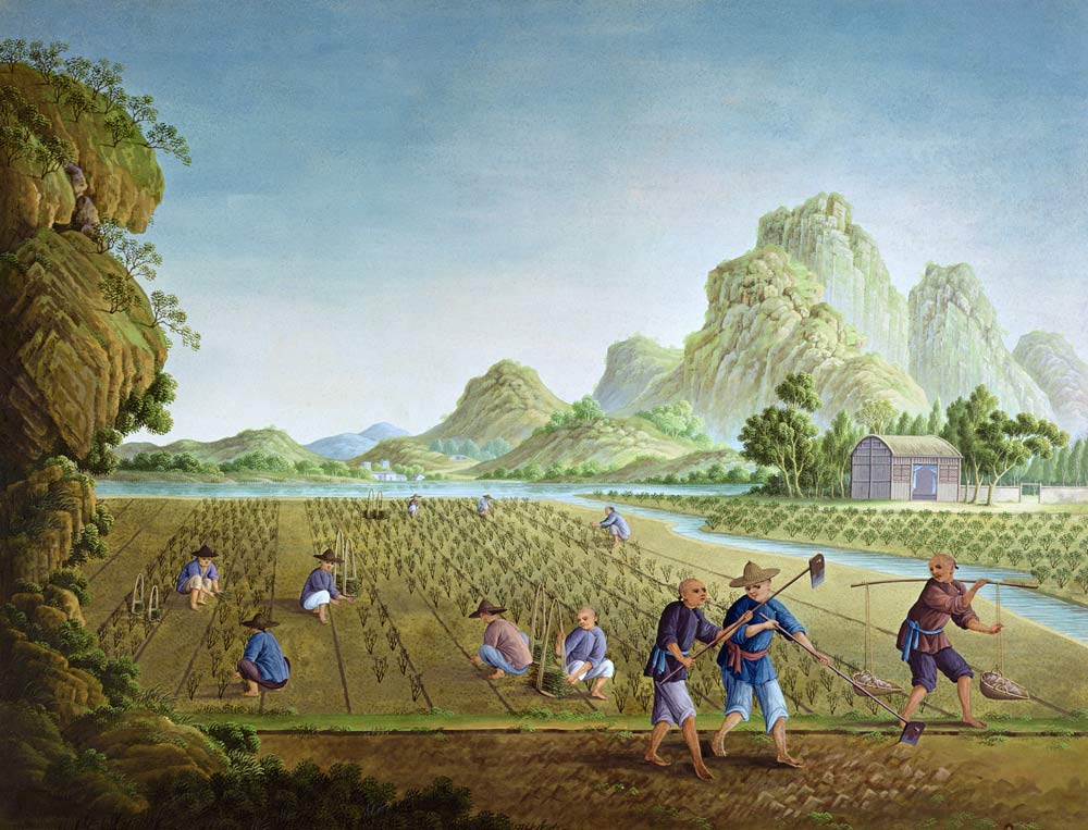 Rice cultivation in China, transplanting plants (colour litho) a Scuola Cinese, (18° secolo) Scuola Cinese, (18° secolo)