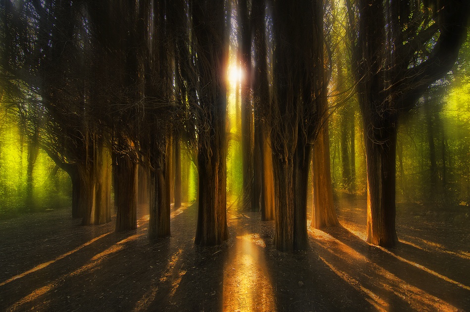 Enchanted Forest a Chris Kaddas