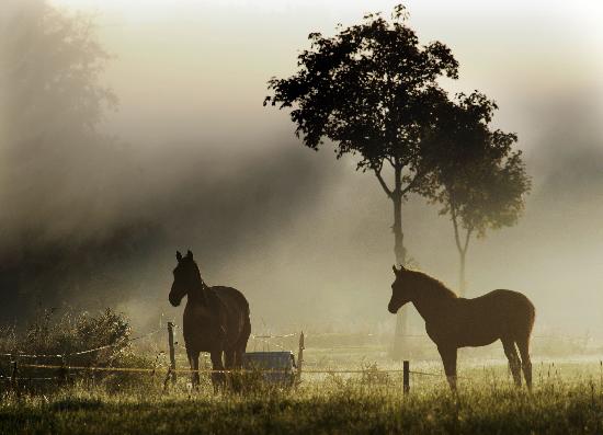 Pferde im Morgennebel a Christian Hager