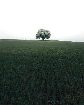 The lonely oak tree