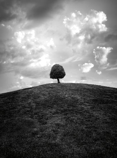 Lonely tree BW