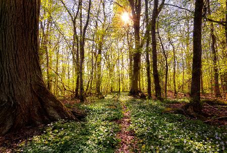Spring in the beech forest