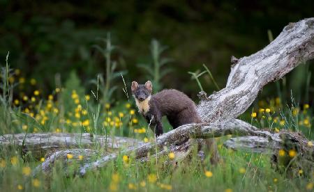 Marten in Sweden