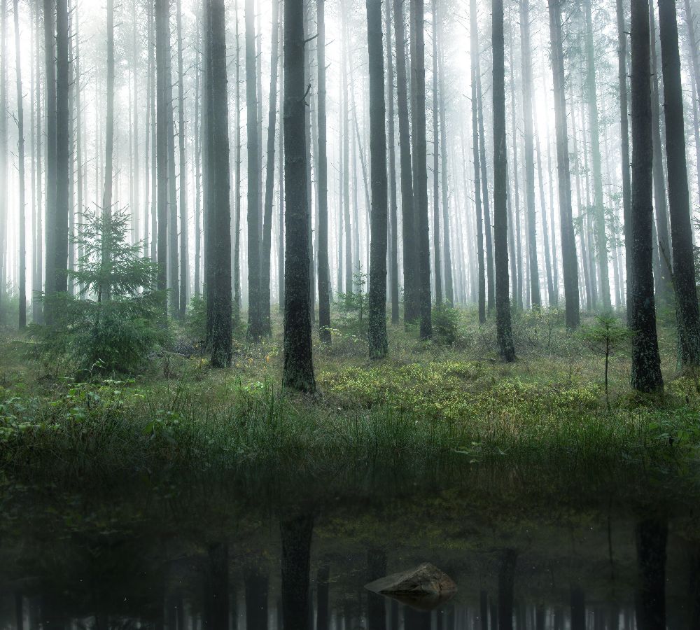 Lake in forest a Christian Lindsten