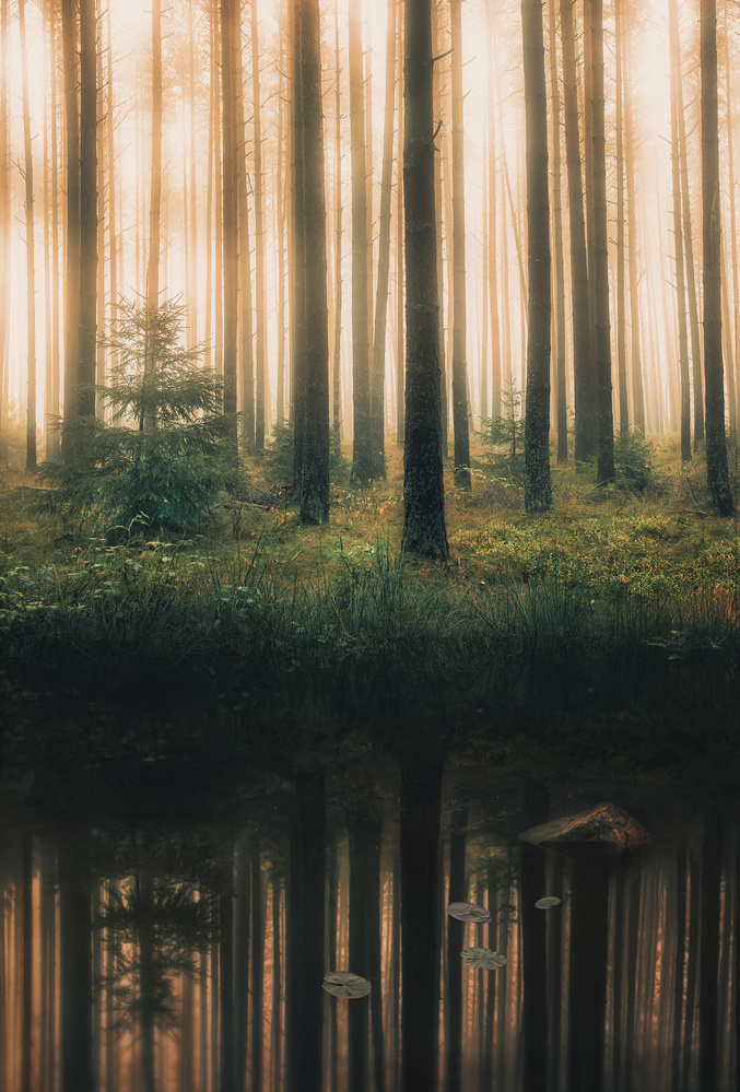 Reflection in the foggy forest a Christian Lindsten
