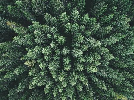Moody forest from above