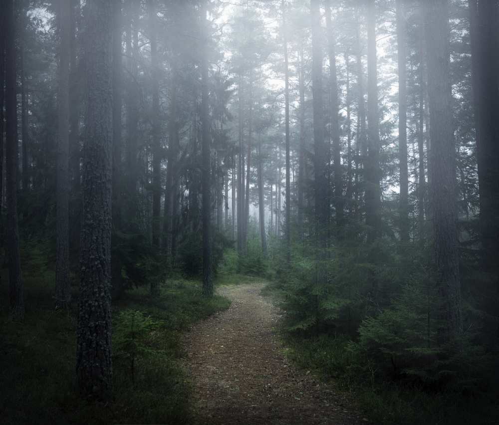 The forest of secrets a Christian Lindsten