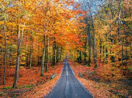 Road into autumn