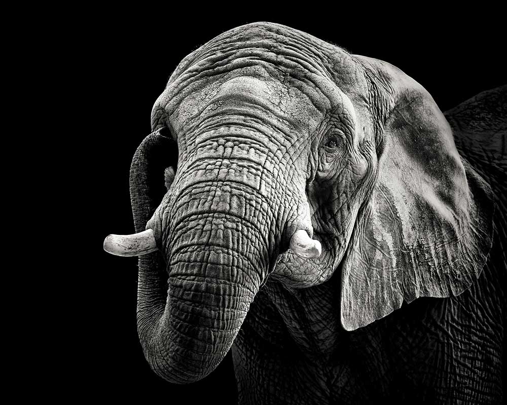 African Elephant a Christian Meermann