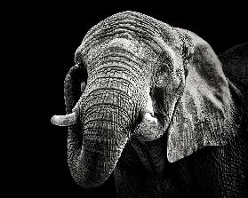 African Elephant