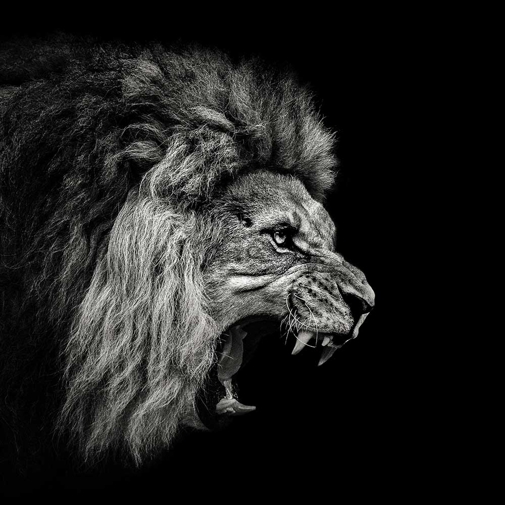 Roaring Lion #2 a Christian Meermann