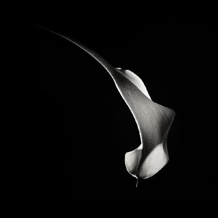 Hummingbird Abstraction (Calla Lily #3)