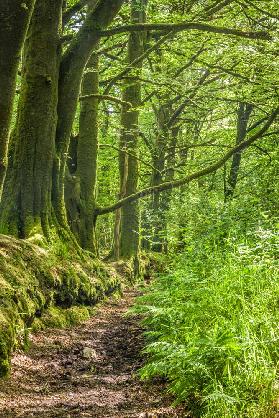 Avenue of trees on the Fowey River at St Neots, Bodmin Moor, Cornwall