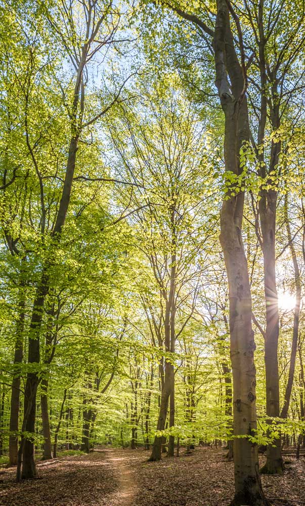 Beech forest in spring near Engenhahn in the Taunus a Christian Müringer