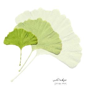 Collage with leaves of the ginkgo