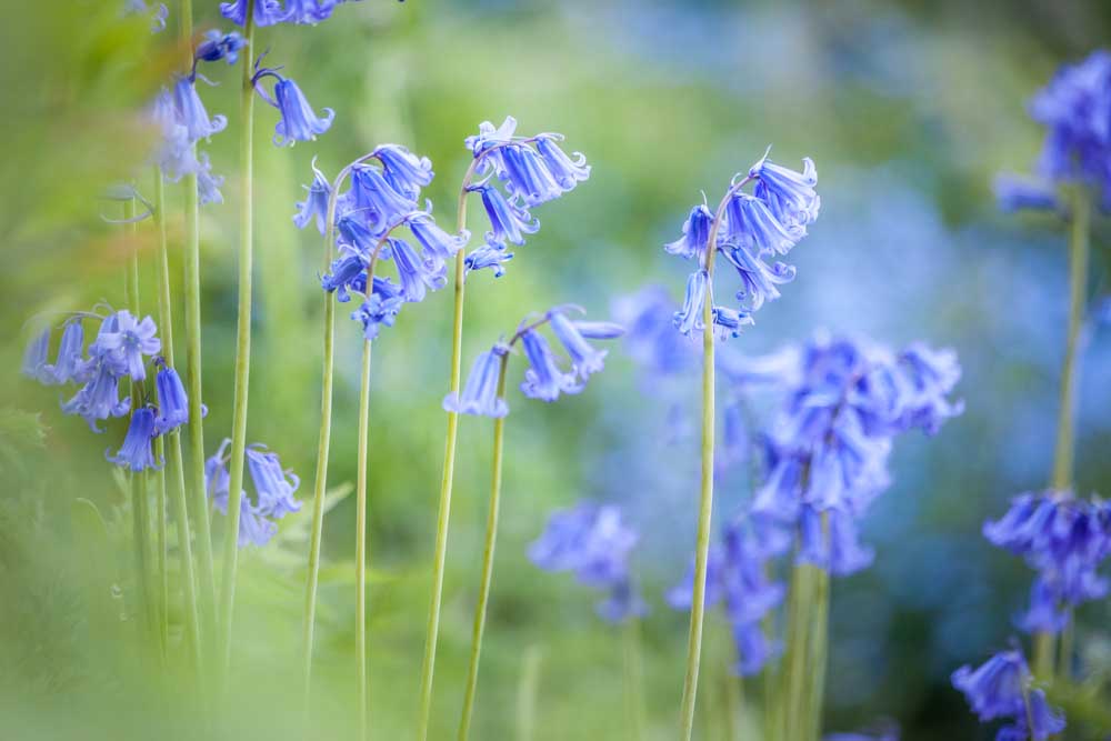 English Bluebells in Woodchester Park, Nympsfield, Gloucestershire a Christian Müringer