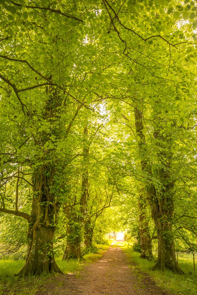 Linden alley in Gairloch, Wester Ross a Christian Müringer