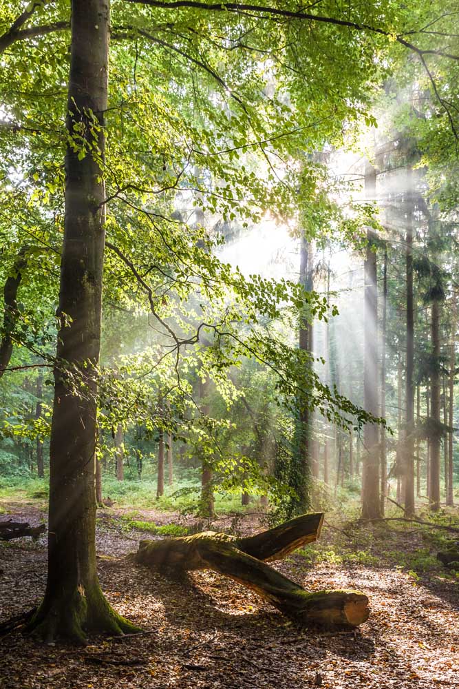 Sunbeams after the rain in the Taunus beech forests a Christian Müringer