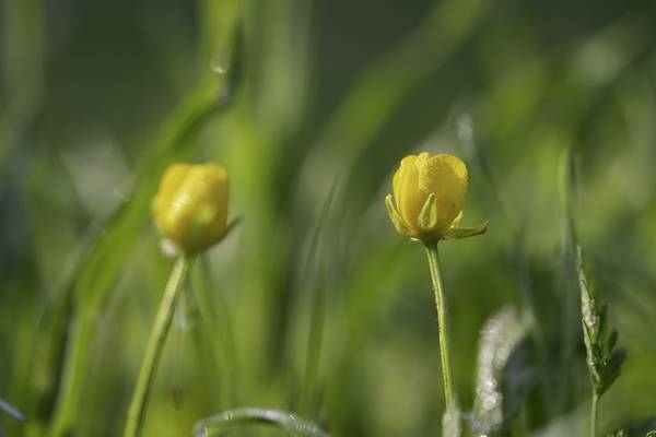 Blumen mit Tau  a Christina Neuhaus-Petrosino