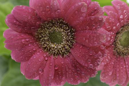 Blüten mit Wassertropfen