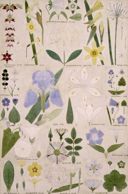 Botanical illustration, original from Owen Jones's (1809-74) `The Grammar of Ornament` a Christopher Dresser