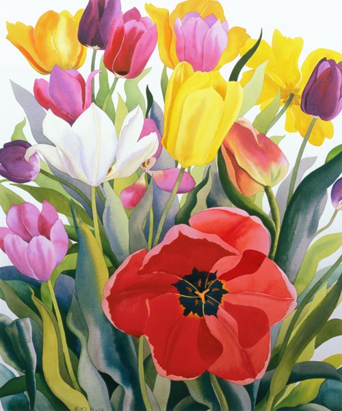 Tulips a Christopher  Ryland