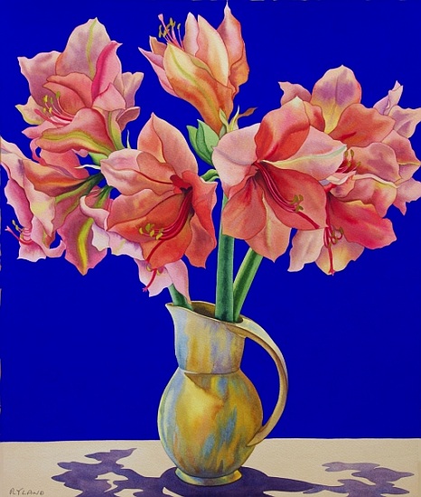Amaryllis in a jug a Christopher  Ryland