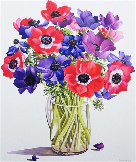 Anemones in a glass jug a Christopher  Ryland