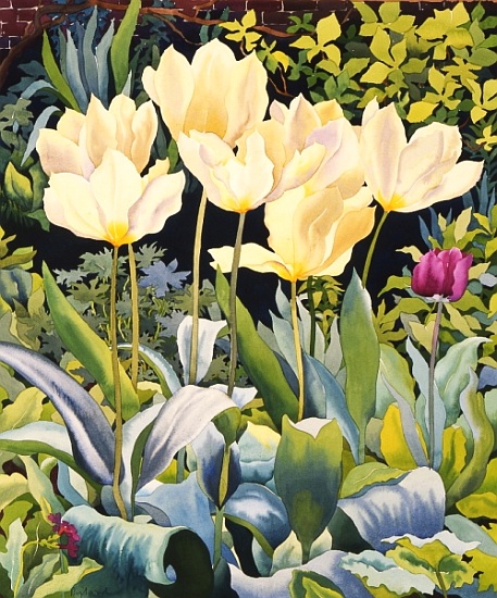 Pale Tulips a Christopher  Ryland
