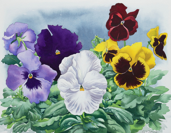 Pansies a Christopher  Ryland