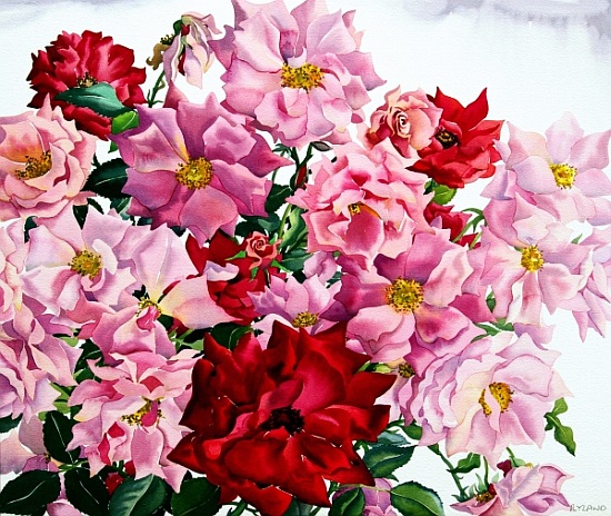 Red and Pink Roses a Christopher  Ryland