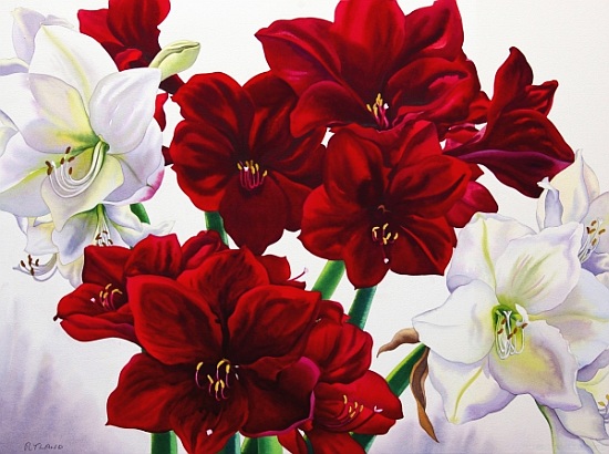Red and White Amaryllis a Christopher  Ryland