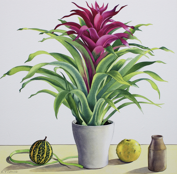 Still Life with Bromeliad a Christopher  Ryland