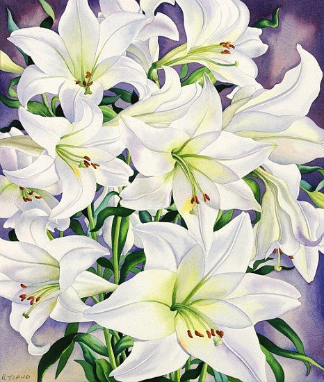 White Lilies a Christopher  Ryland