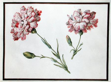 Carnations a Claude Aubriet