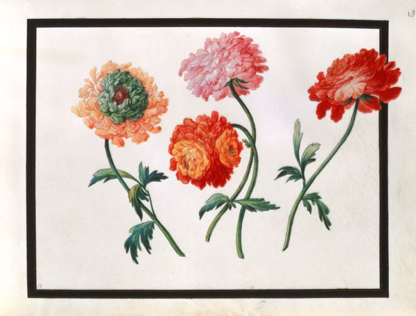 Chrysanthemums a Claude Aubriet