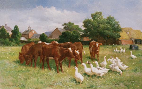 Cows and Ducks