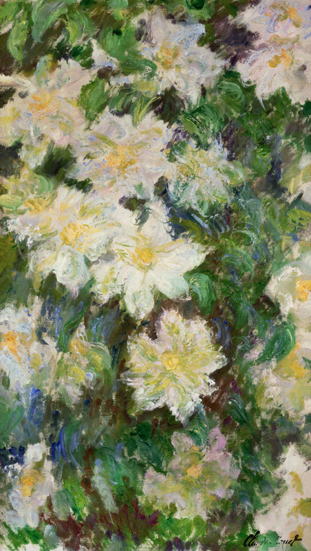 White Clematis a Claude Monet