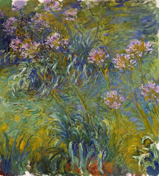 Agapanthus a Claude Monet
