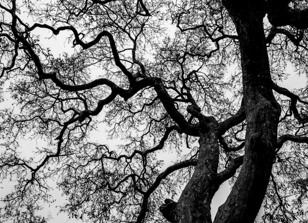 Abstract Tree Branches a Claudi Lourens