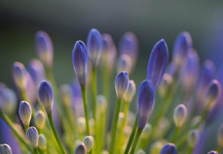 Agapanthus Closeup