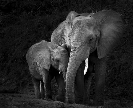 Mother Elephant with Calf