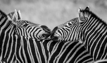 Black and White Zebras