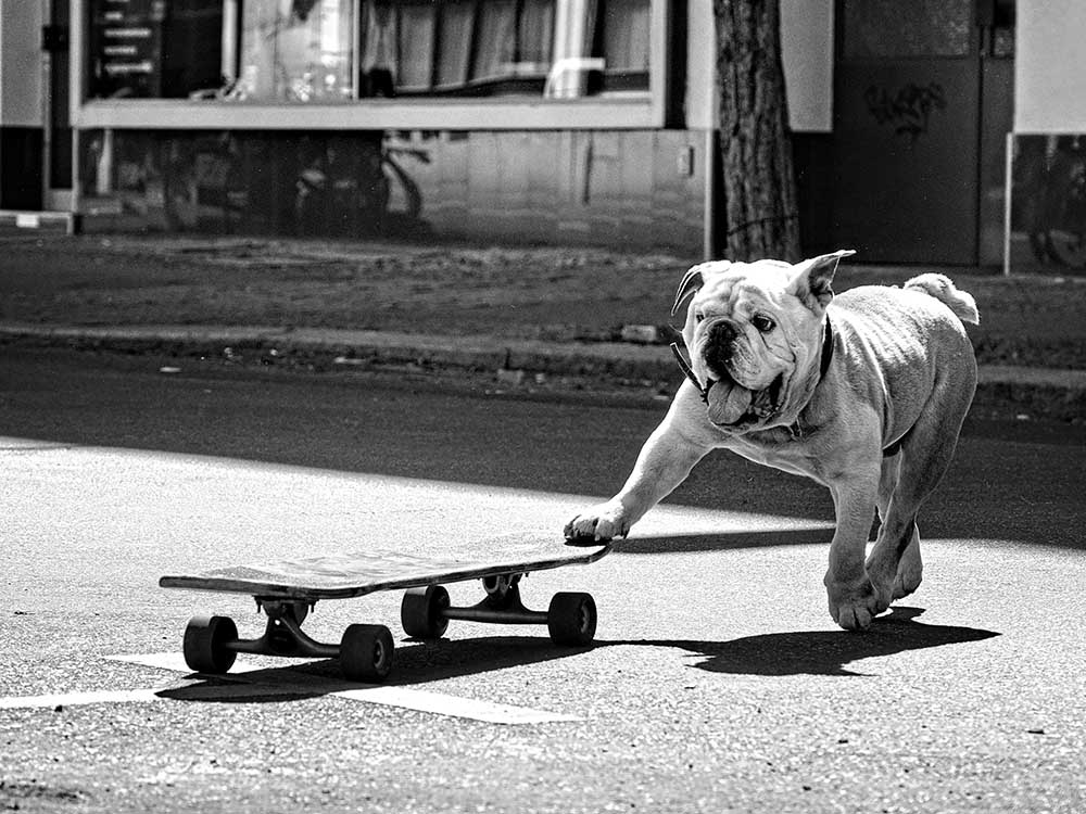 ... dogs just want to have fun ... a Claudia Leverentz