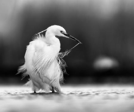 Great White Heron